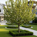 Pristine Apple Tree - Malus domestica 'Pristine'