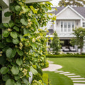 Prolific Kiwi Vine - USDA Organic - Actinidia deliciosa
