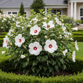 Proven Winners? Cookies and Cream Hibiscus - Hibiscus moscheutos 'Proven Winners Cookies and Cream'