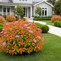 Proven Winners? Double Play? Candy Corn? Spiraea Shrub - Spiraea japonica