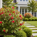 Proven Winners? Easy As Pie? Cherry Bush