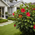 Proven Winners? Garnet Globes Hibiscus - Hibiscus moscheutos