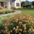 Proven Winners? Luscious? Pinkberry Blend? Lantana - Lantana camara