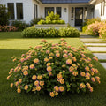 Proven Winners? Luscious? Royale Pi?a Colada Lantana