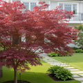 Proven Winners?  Metamorphosa? Japanese Maple Tree - Acer palmatum 'Metamorphosa'