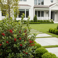 Proven Winners? Mr. Poppins? Holly Shrub - Ilex verticillata 'Mr. Poppins'
