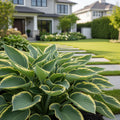 Proven Winners? Shadowland Miss America Hosta - Hosta ? 'Miss America'