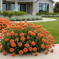 Proven Winners? Superbena Royale? Peachy Keen Verbena - Verbena