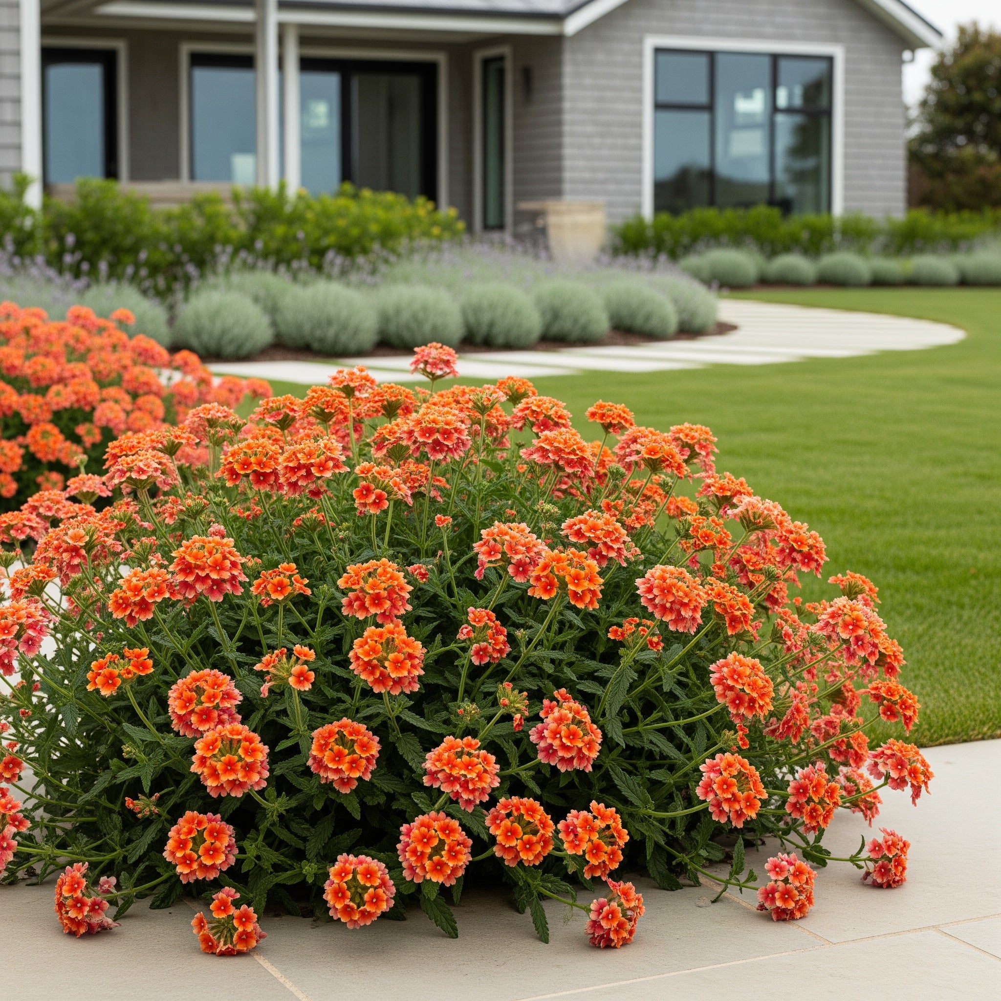 Proven Winners? Superbena Royale? Peachy Keen Verbena - Verbena