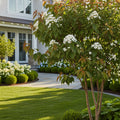 Proven Winners? Temple of Bloom? Seven-Son - Heptacodium miconioides