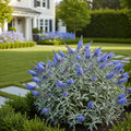 Proven Winners? Pugster Blue? Butterfly Bush - Buddleja