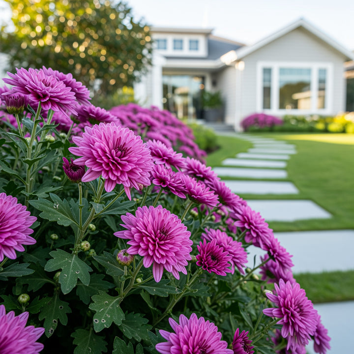 Purple Belgian Mums®