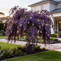 Purple Fountain Weeping Beech Tree - Fagus sylvatica 'Purpurea Pendula'