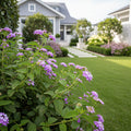 Purple Lantana - Lantana camara