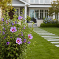Proven Winners? Purple Pillar? Rose of Sharon Althea - Hibiscus syriacus 'Purple Pillar'