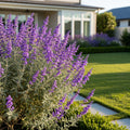 Purple Rain Texas Sage Plant - Salvia greggii 'Purple Rain'