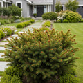 Pusch Norway Spruce Shrub - Picea abies 'Pusch'