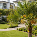 Pygmy Date Palm - Phoenix roebelenii