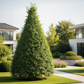 Pyramidal European Hornbeam Tree - Carpinus betulus 'Fastigiata'