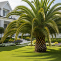 Queen Palm - Syagrus romanzoffiana