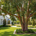 Rainbow Eucalyptus Tree - Eucalyptus deglupta