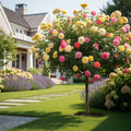 Rainbow Knock Out? Rose Tree - Rosa 'Radrazz'