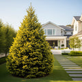 Rainbow?s End? Alberta Spruce Tree - Picea glauca 'Rainbow's End'