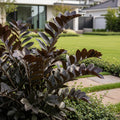 Raven ZZ Plant - Zamioculcas zamiifolia