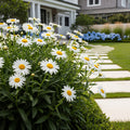 Real Charmer REALFLOR? Shasta Daisy Plant - Chrysanthemum maximum