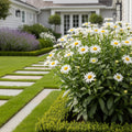 Real Goldcup REALFLOR? Shasta Daisy Plant