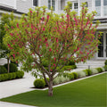 Red Baron Peach Tree - Prunus persica