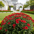 Red Belgian Mums? - Chrysanthemum