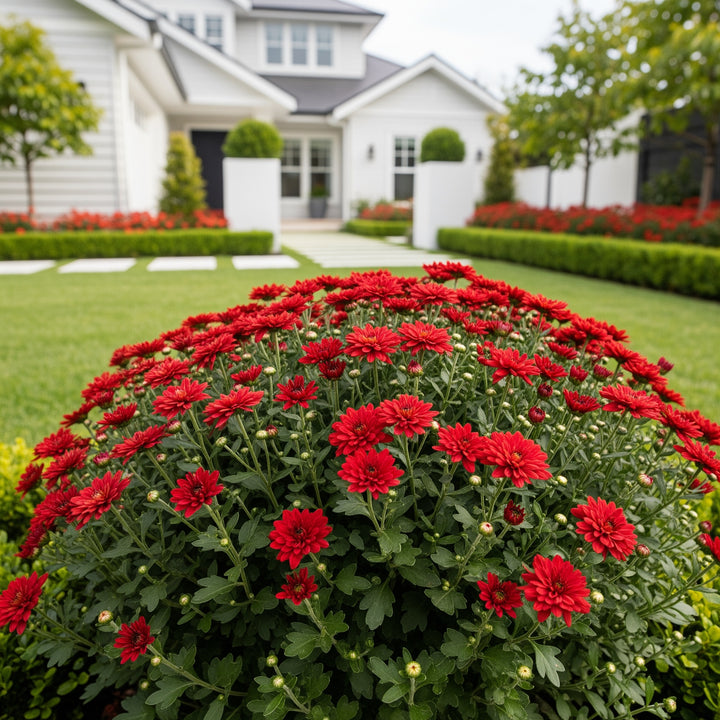Red Belgian Mums® - Chrysanthemum