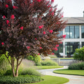 Black Diamond? Best Red? Crape Myrtle Tree - Lagerstroemia