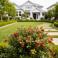 Red Candy Lingonberry Bush - <i>Vaccinium vitis-idaea</i>