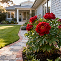 Red Charm Peony - Paeonia lactiflora