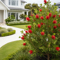 Red Cluster Bottlebrush Shrub - Callistemon citrinus