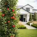 Scarlet Sentinel Columnar Apple Tree - Malus domestica 'Scarlet Sentinel'
