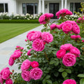 Double Knock Out? Rose Shrub - Rosa