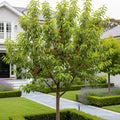 Red Gold Nectarine Tree - Prunus persica nucipersica 'Red Gold'