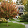 Red Jewel? Crabapple Tree - Malus 'Red Jewel'