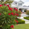 Red Oleander - Nerium oleander