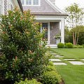 Southern Living? Red Sky? Holly Shrub - Ilex ? 'Condeep'