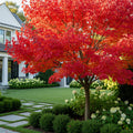 Red Sunset? Maple Tree - Acer rubrum