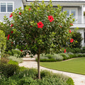 Red Tropical Hibiscus Tree - Hibiscus rosa-sinensis