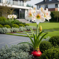 Red Wax-Dipped Amaryllis Bulb with White Blooms - Hippeastrum