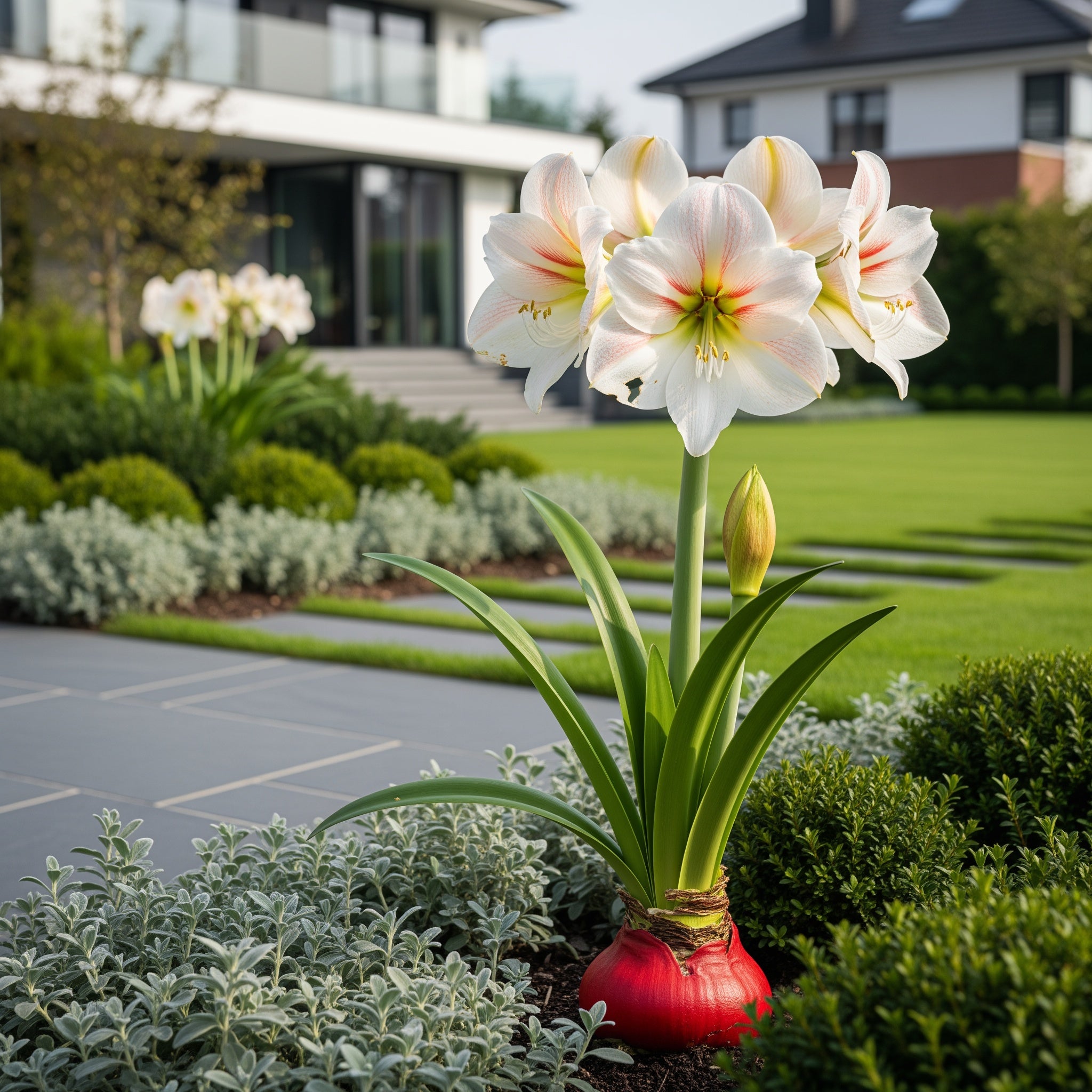 Red Wax-Dipped Amaryllis Bulb with White Blooms - Hippeastrum