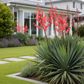 Red Yucca Plant - Hesperaloe parviflora