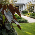 Redemption? Colocasia Plant - Colocasia esculenta 'Redemption'