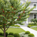 Red Haven Peach Tree - Prunus persica